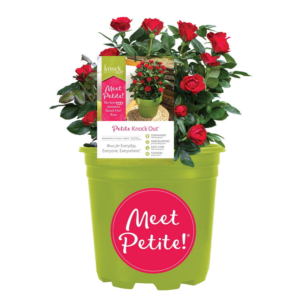 Petite Red Knock Out Rose®