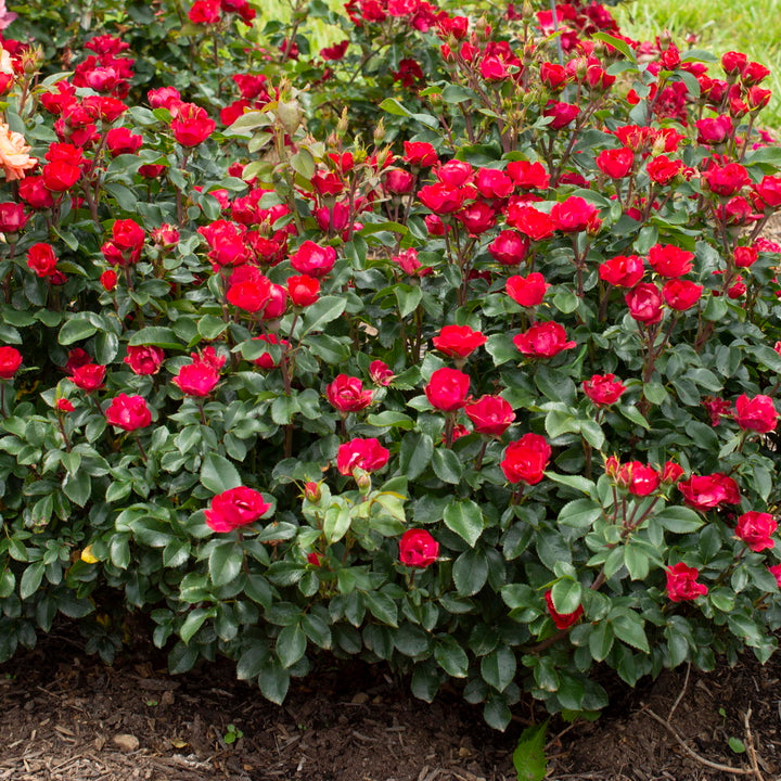 Petite Red Knock Out Rose®