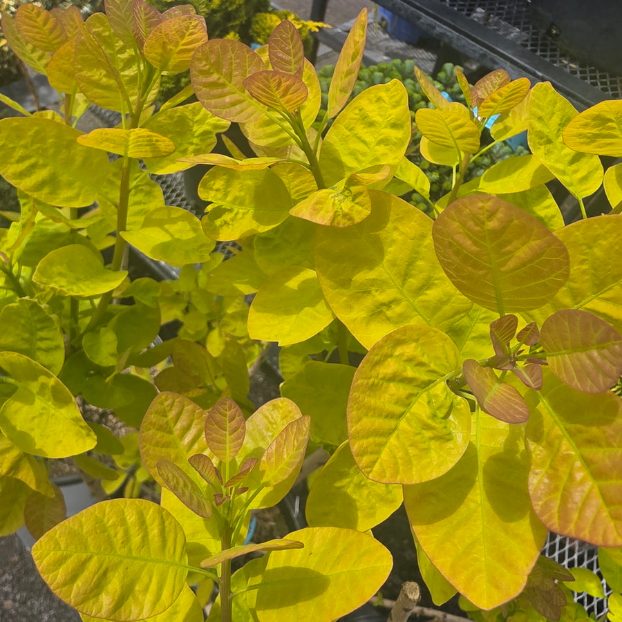 Winecraft Gold® Smokebush