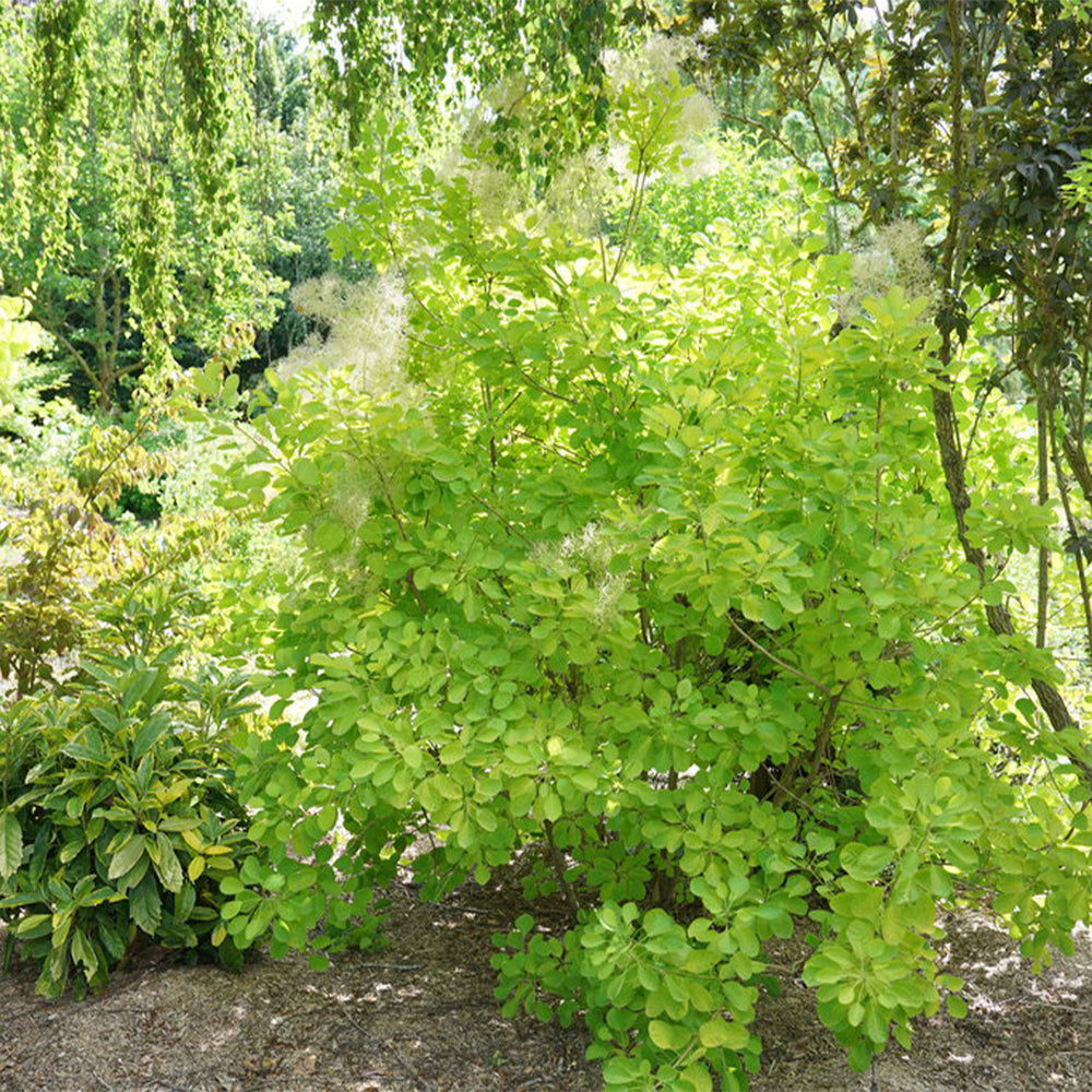 Winecraft Gold® Smokebush