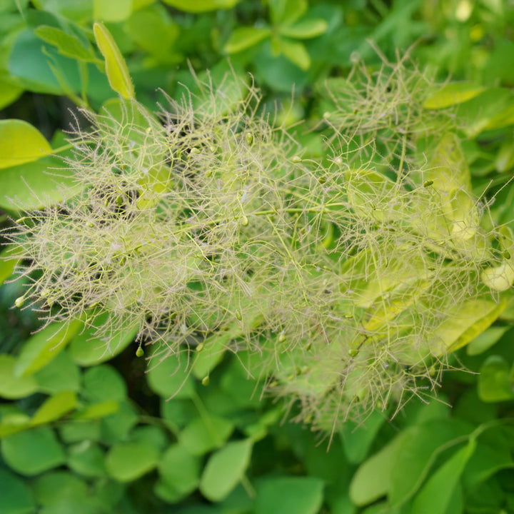 Winecraft Gold® Smokebush