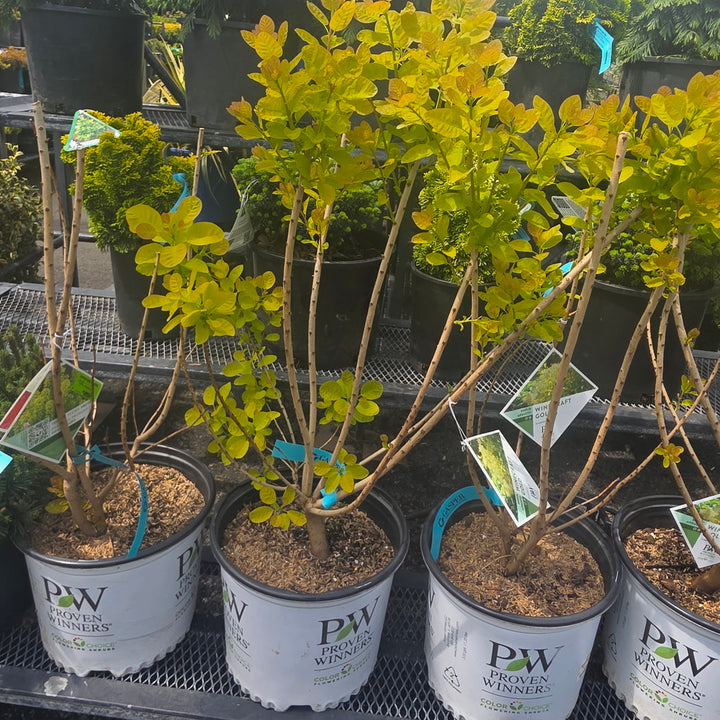 Winecraft Gold® Smokebush