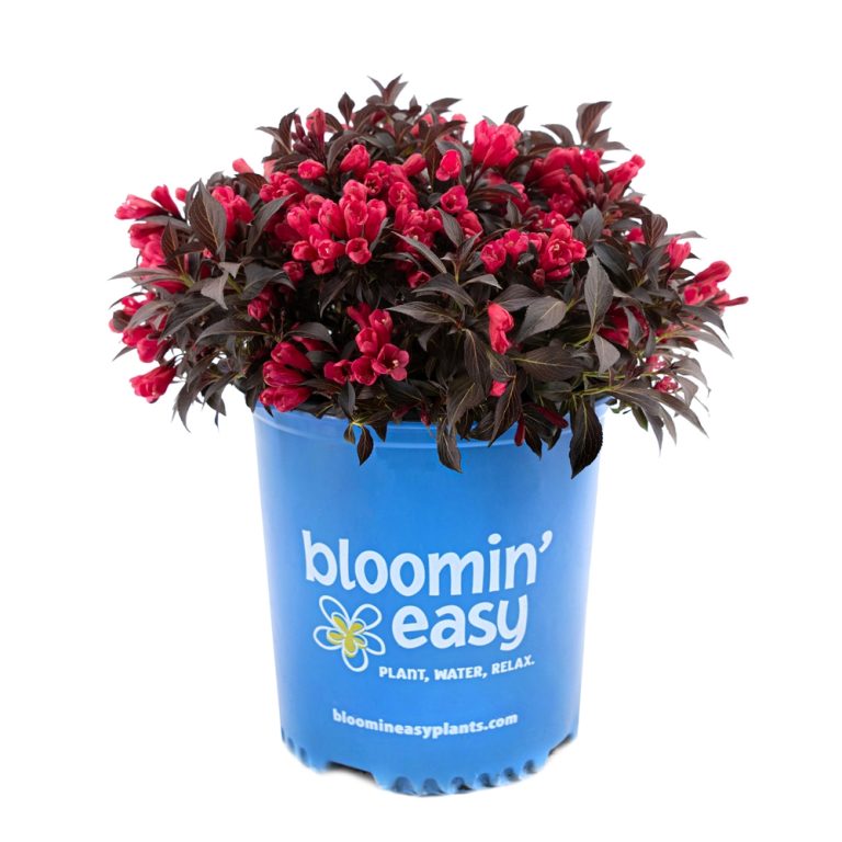 Electric Love® Weigela