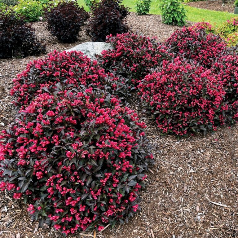 Electric Love® Weigela