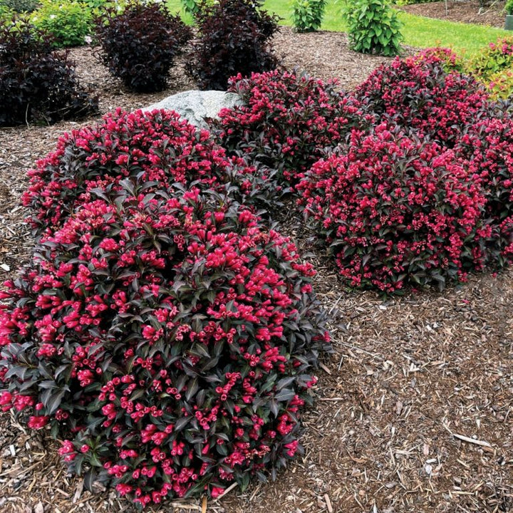 Electric Love® Weigela