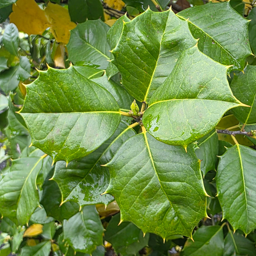 Jersey Princess American Holly