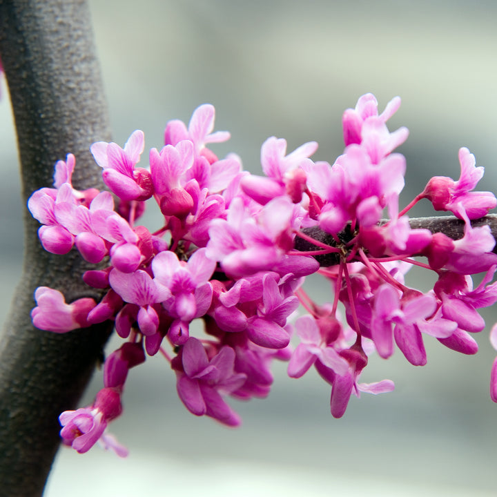 Lavender Twist® Redbud