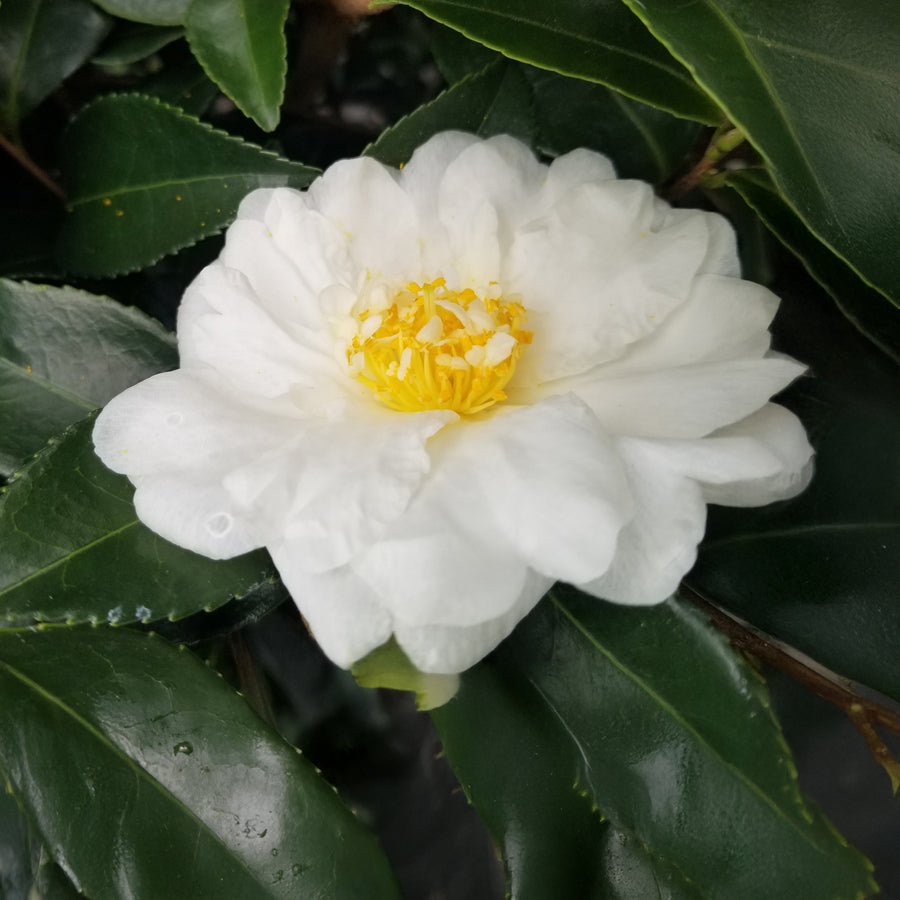 Winter Snowman Camellia