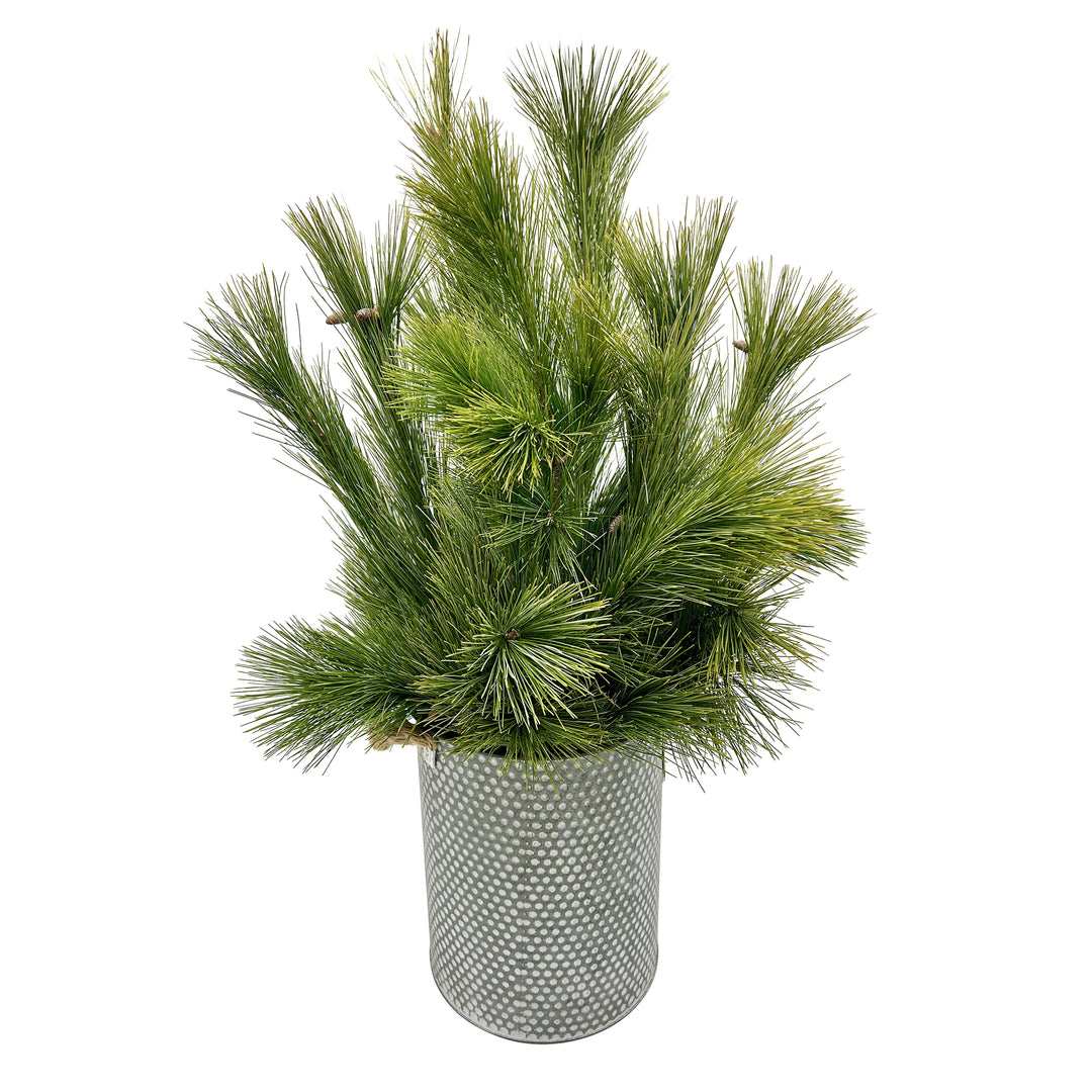 Fresh Evergreen & Holiday Branches