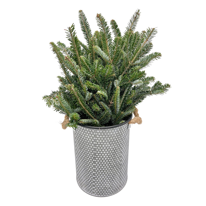 Fresh Evergreen & Holiday Branches