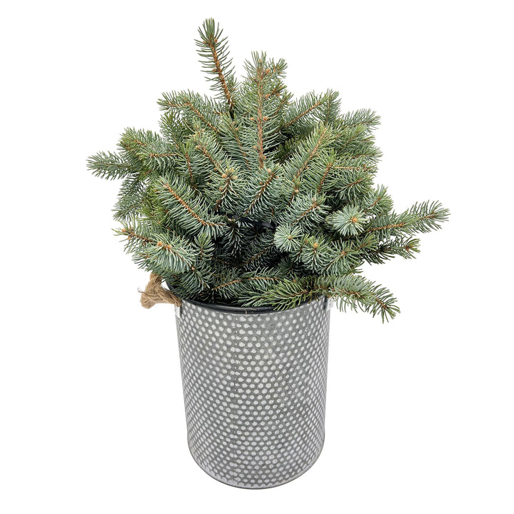 Fresh Evergreen & Holiday Branches