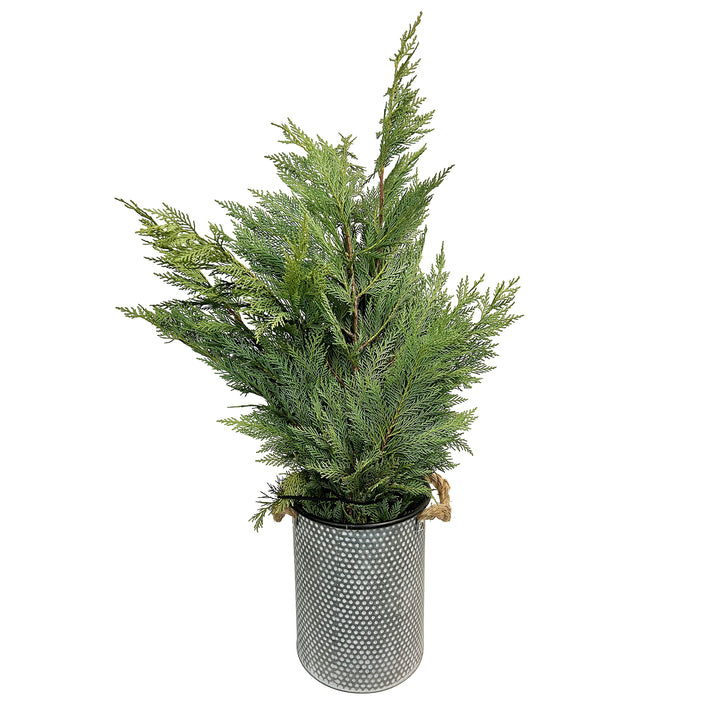 Fresh Evergreen & Holiday Branches