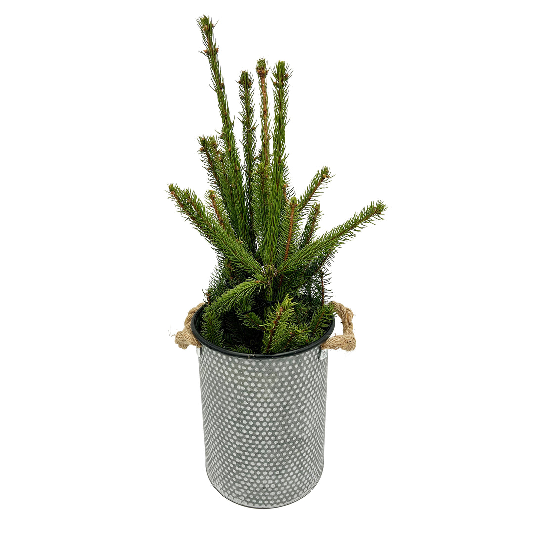 Fresh Evergreen & Holiday Branches