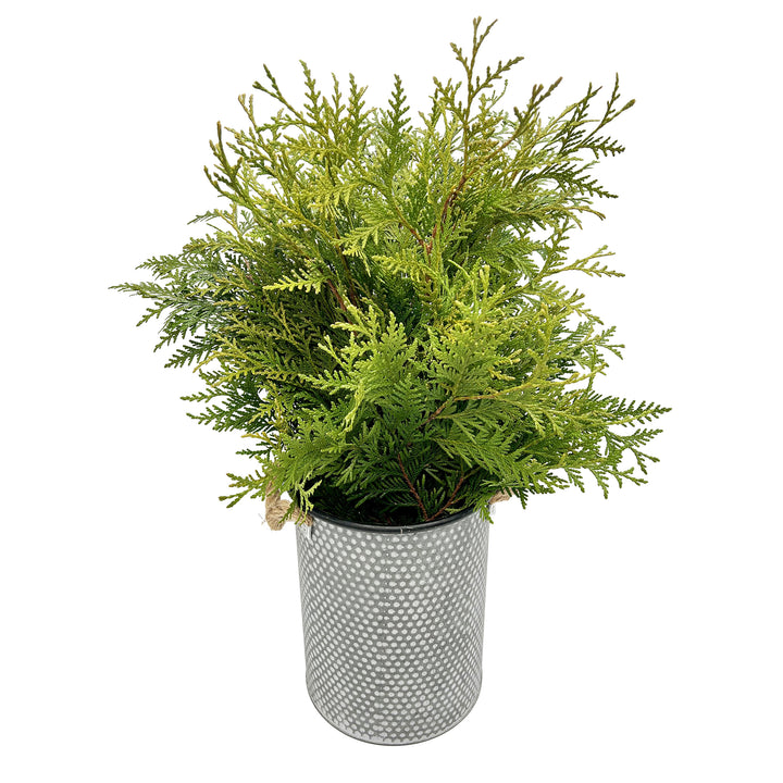 Fresh Evergreen & Holiday Branches