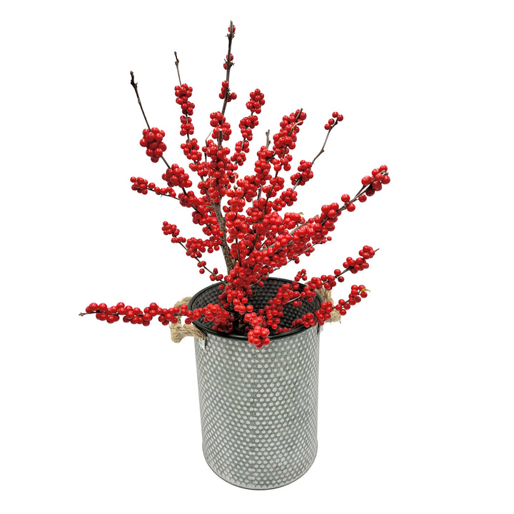 Fresh Evergreen & Holiday Branches