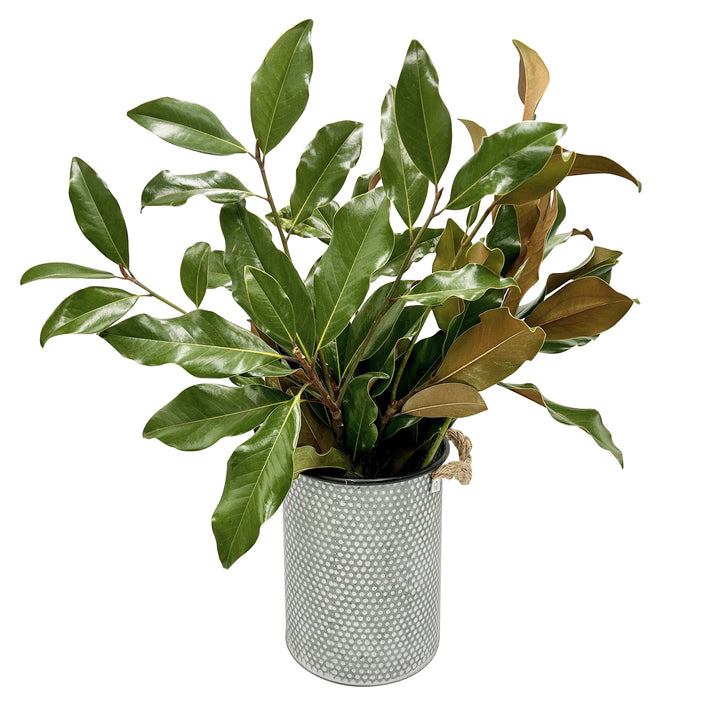 Fresh Evergreen & Holiday Branches