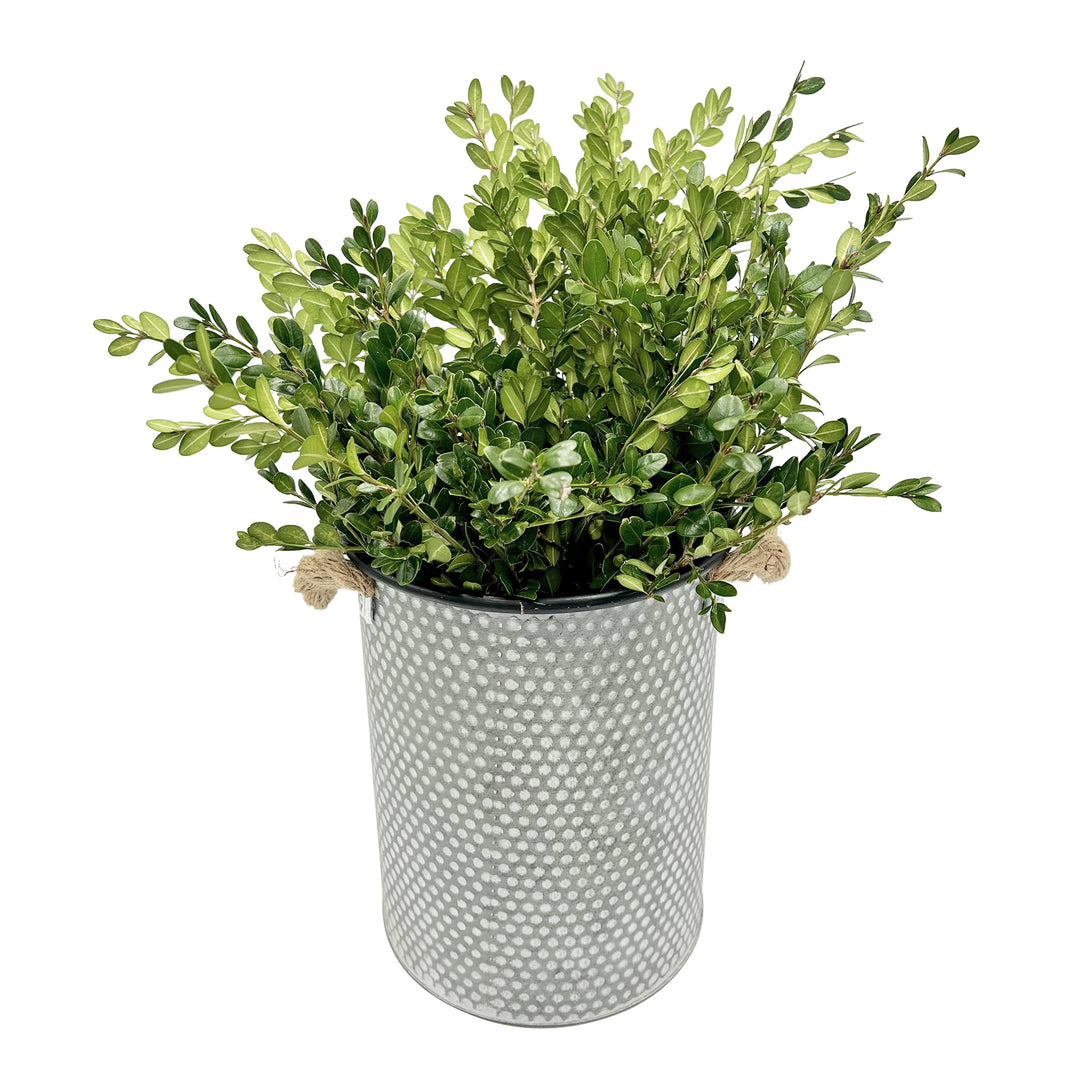 Fresh Evergreen & Holiday Branches