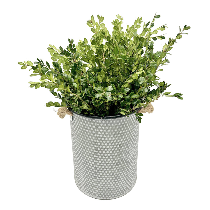 Fresh Evergreen & Holiday Branches