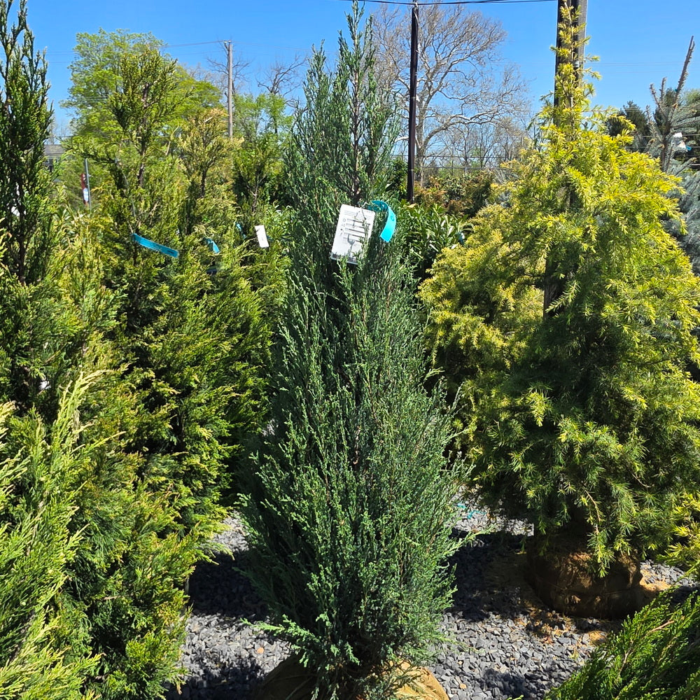 Blue Arrow Juniper