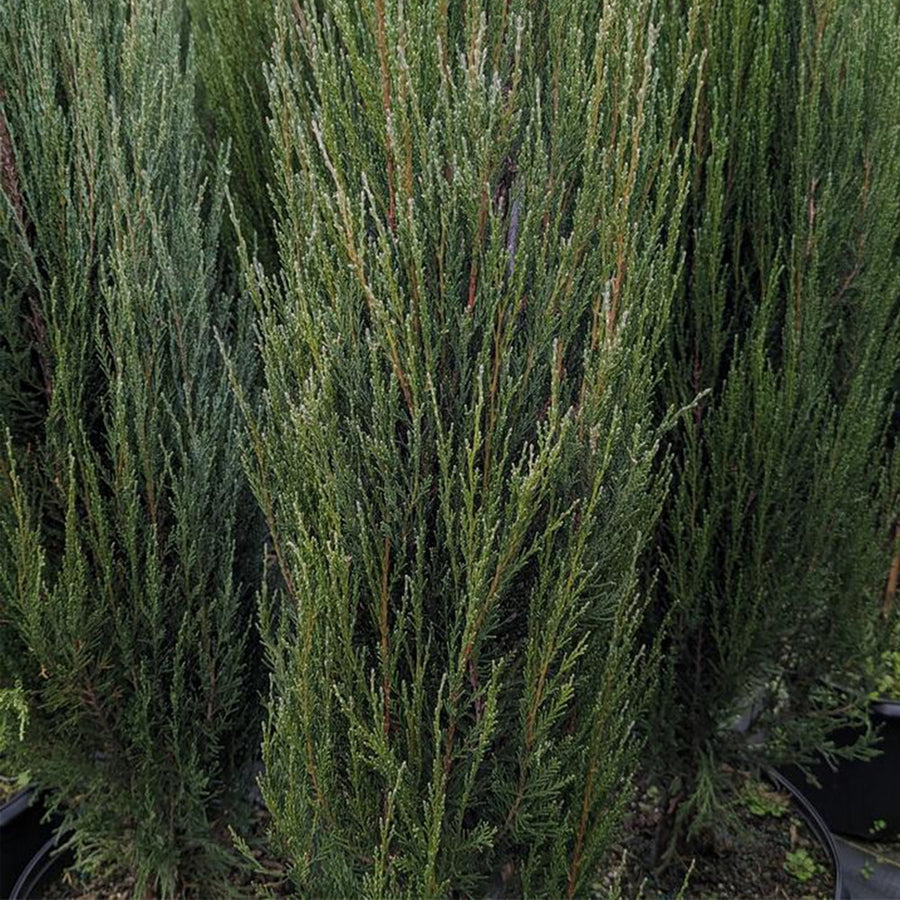 Blue Arrow Juniper