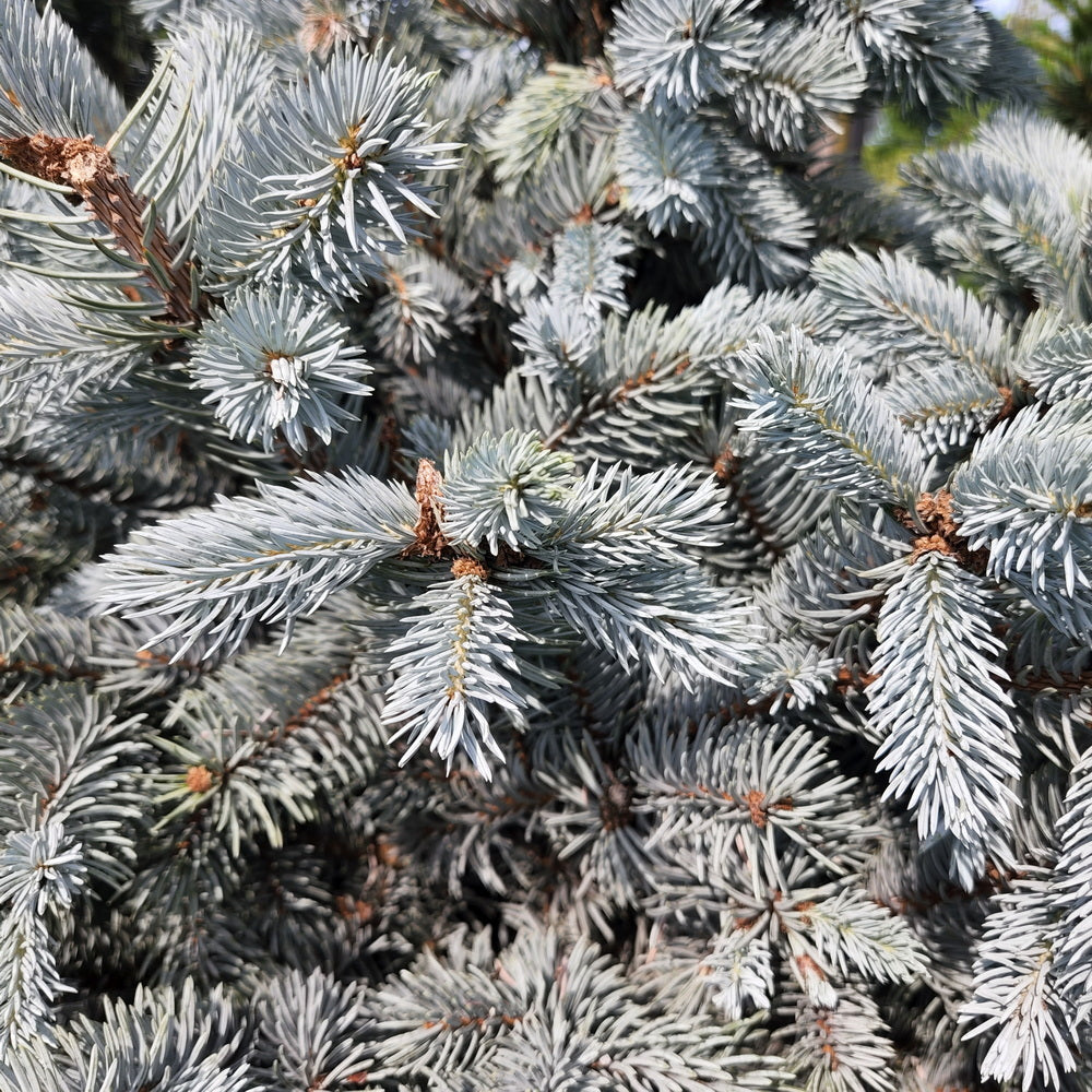 Hoop's Blue Spruce
