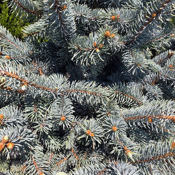 Hoop's Blue Spruce