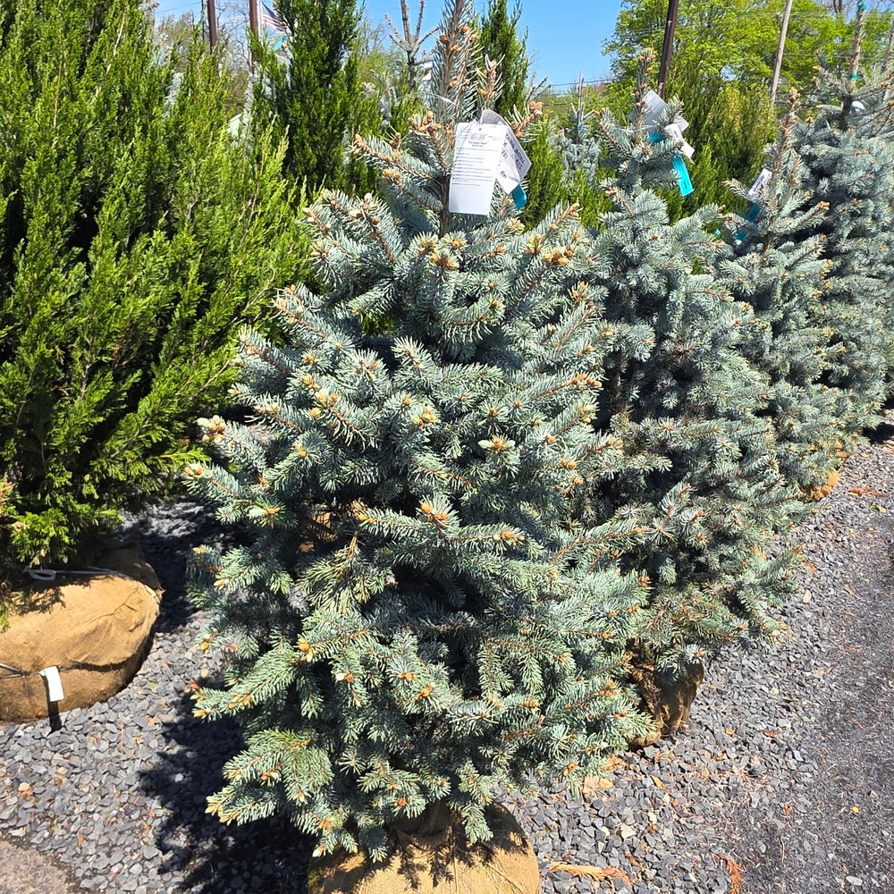 Hoop's Blue Spruce
