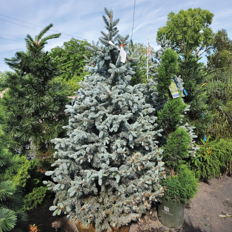 Hoop's Blue Spruce