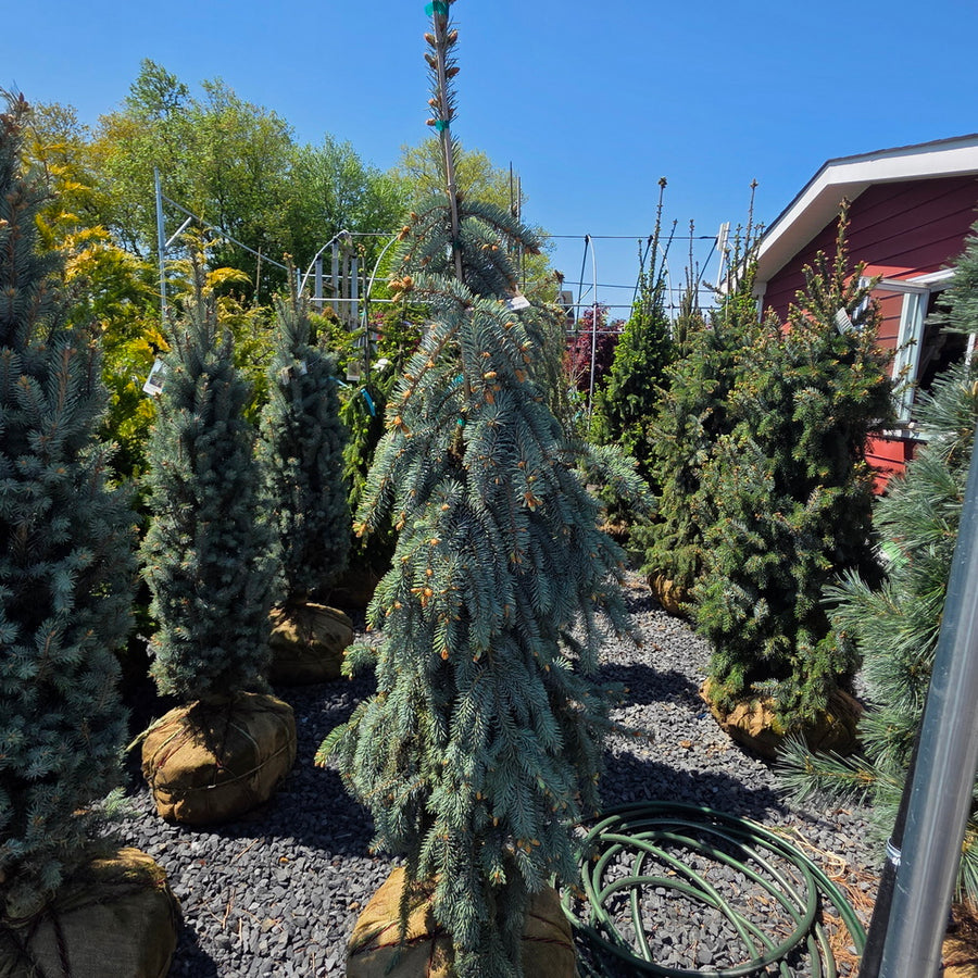 The Blues Colorado Spruce