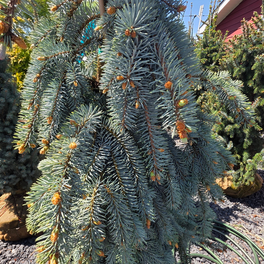 The Blues Colorado Spruce