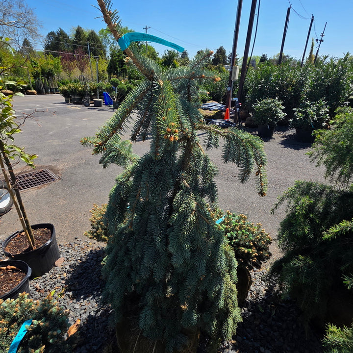 The Blues Colorado Spruce