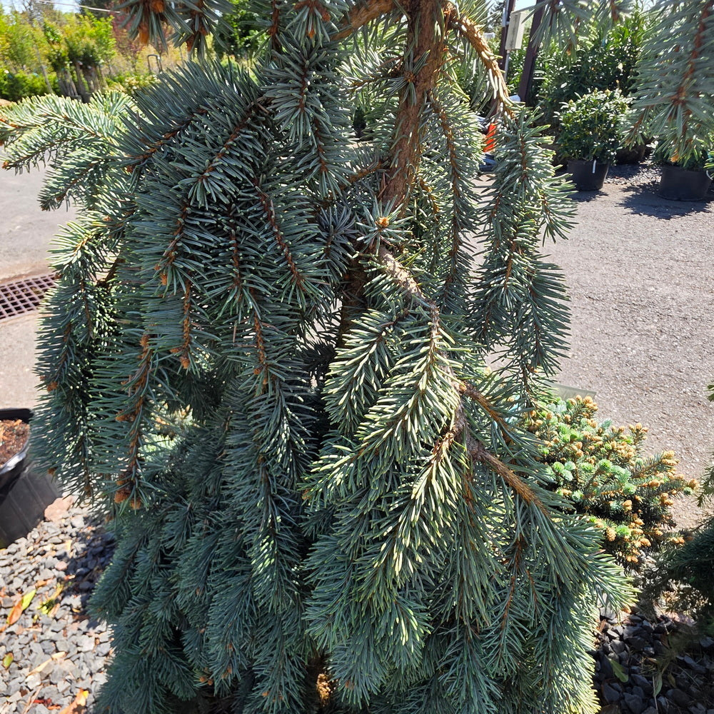 The Blues Colorado Spruce
