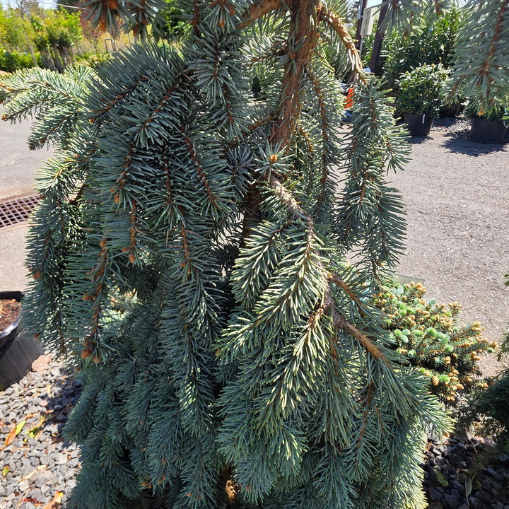 The Blues Colorado Spruce