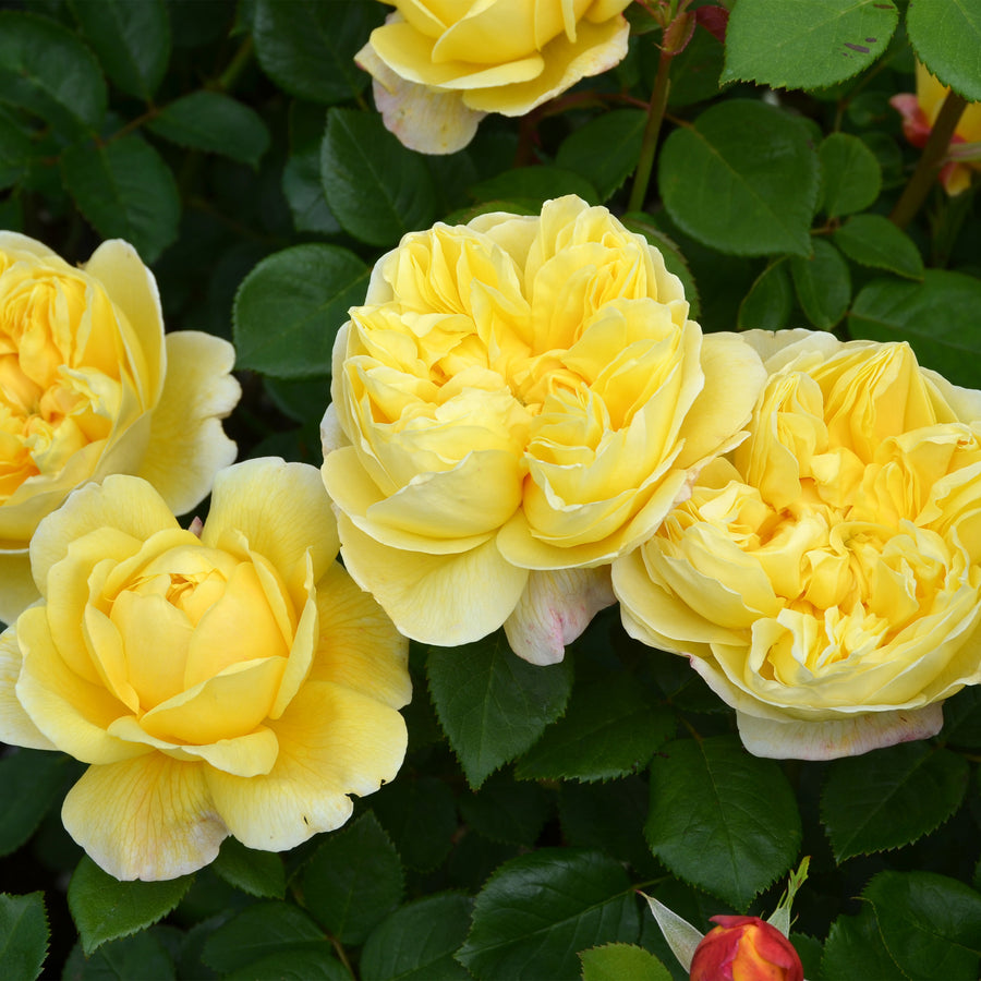 David Austin Charles Darwin® Rose