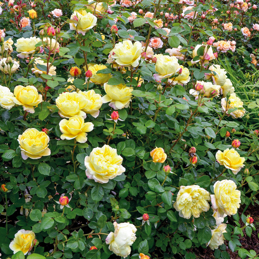 David Austin Charles Darwin® Rose