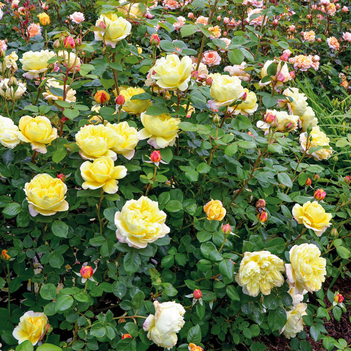David Austin Charles Darwin® Rose