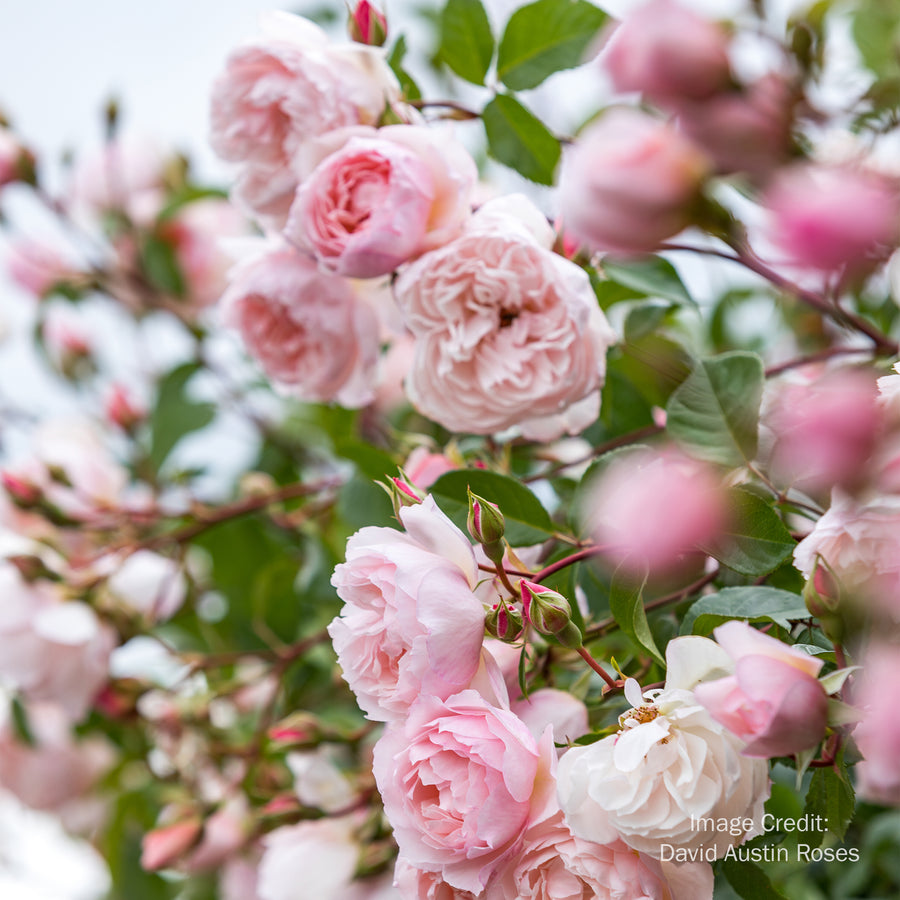 David Austin The Generous Gardener® Climbing Rose