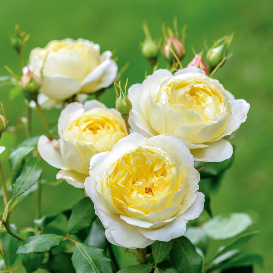David Austin Vanessa Bell® Rose