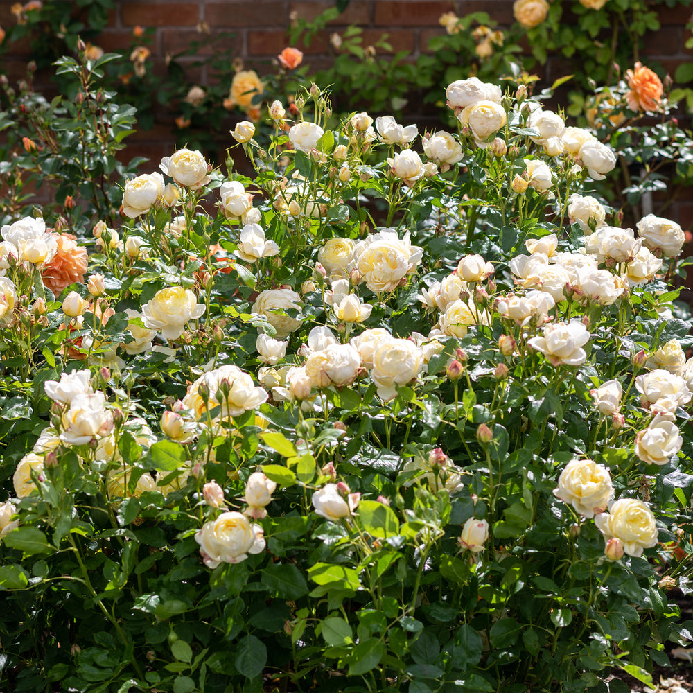 David Austin Vanessa Bell® Rose
