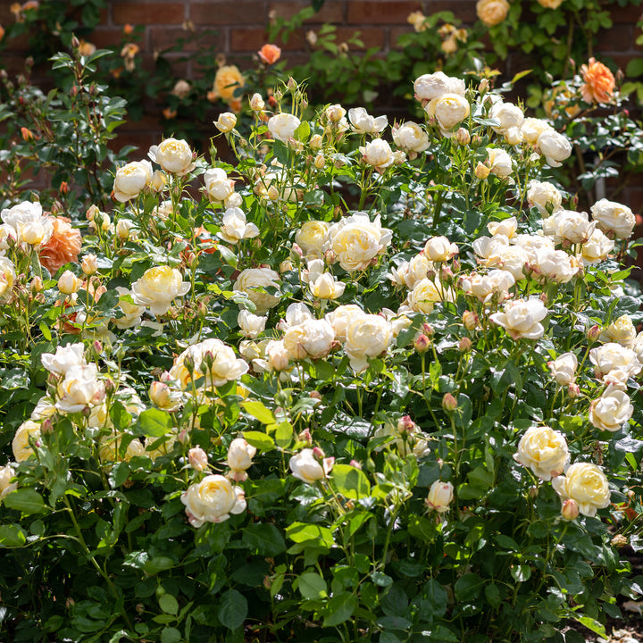 David Austin Vanessa Bell® Rose