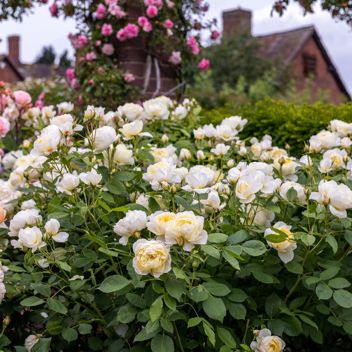 David Austin Vanessa Bell® Rose