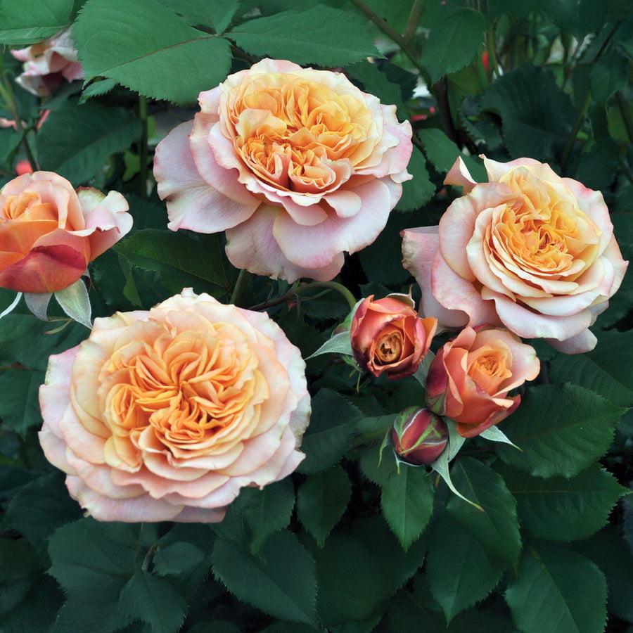 Sunbelt® Crazy Love™ Rose