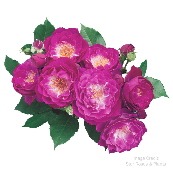 Wild Blue Yonder™ Rose