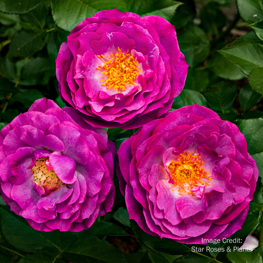 Wild Blue Yonder™ Rose