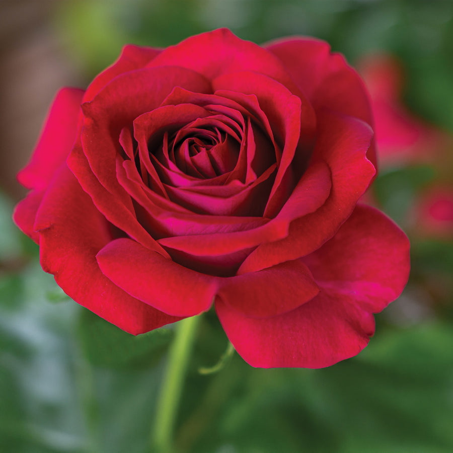 Stiletto™ Rose