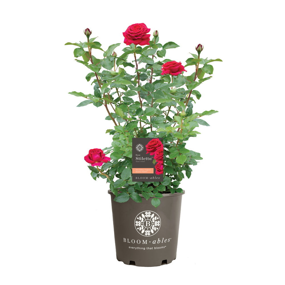 Stiletto™ Rose