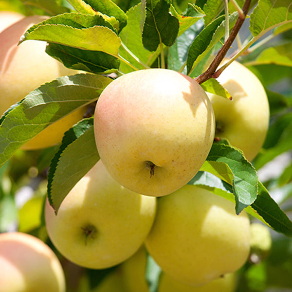 Golden Sentinel Columnar Apple