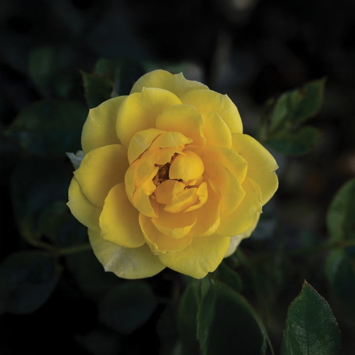 Yellow Sunblaze® Rose - Tree Form