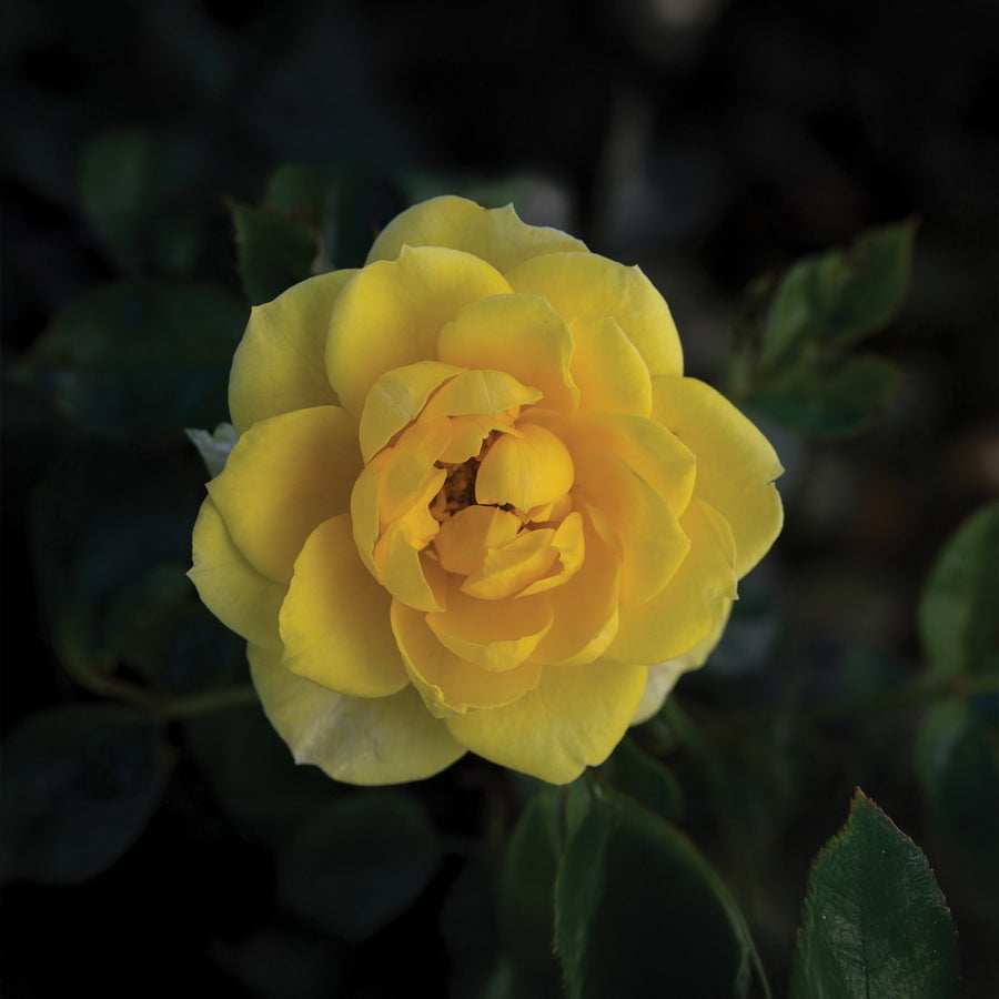 Yellow Sunblaze® Rose - Tree Form