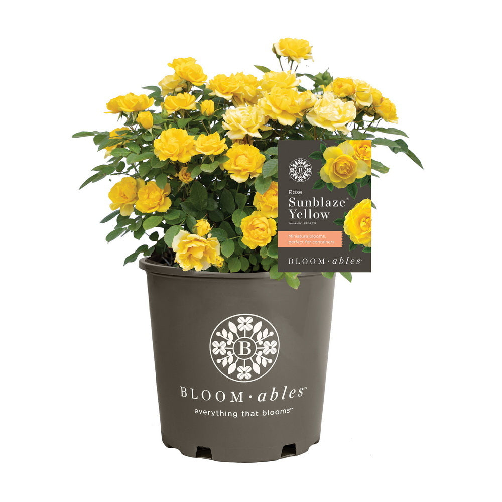 Yellow Sunblaze® Rose - Tree Form